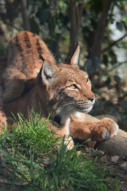 Auch Luchse sind Fleischfresser. Woher bekommen die Alpenzoo-Luchse ihr Fleisch? | Foto: Alpenzoo Innsbruck