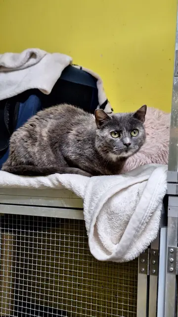 Die etwa vier Jahre jungen Katzen wurden hochtragend gesichert und durften ihre Babys in Sicherheit beim Tierschutzverein Katzfatz in Klein-Neusiedl zur Welt bringen.  | Foto: TSV Katzfatz