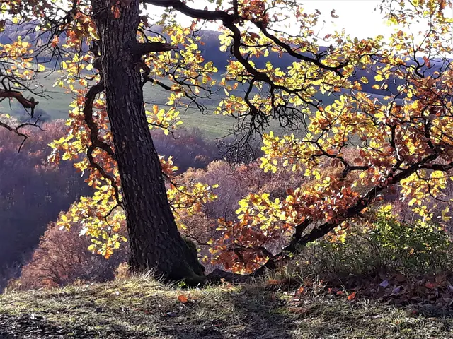 Foto: © Hans Steiner