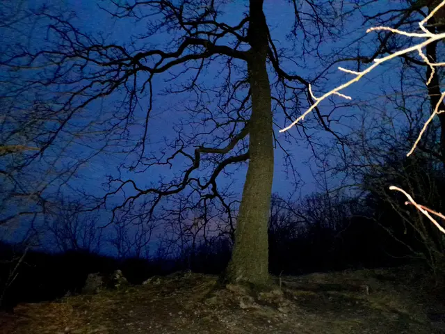 Foto: © Hans Steiner