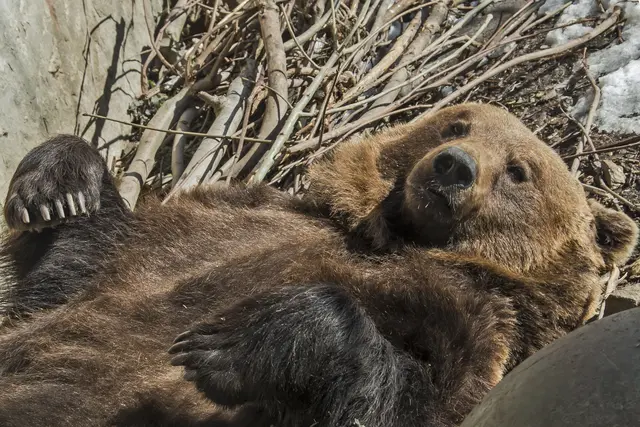Die Braunbären im Alpenzoo essen hier und da auch gerne eine Portion Fleisch. | Foto: Alpenzoo Innsbruck/Fritz Schmidt