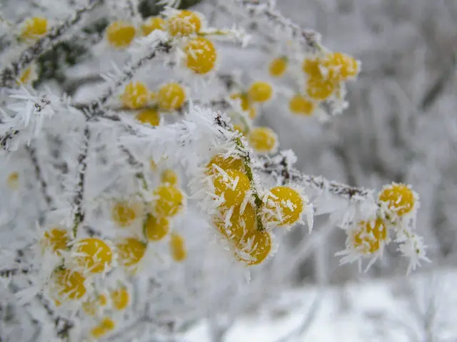 Foto: © Hans Steiner