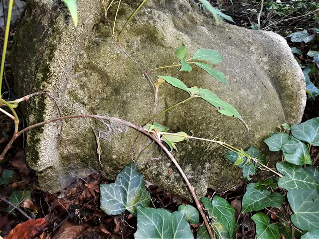 Foto: © Hans Steiner