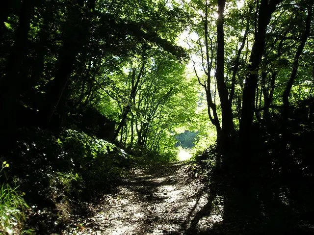 Foto: © Hans Steiner