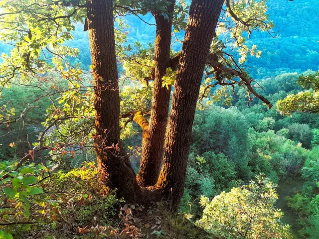 Foto: © Hans Steiner