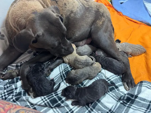 Neun Welpen hat die Mischlingshündin Gaia zu versorgen. | Foto: Tierschutzhaus Bruck