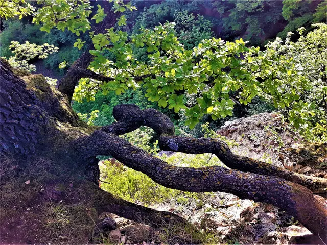 Foto: © Hans Steiner