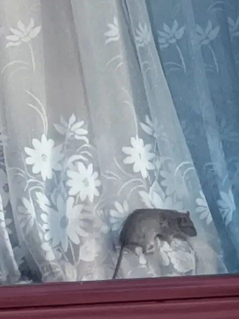 Die Rattenpopulationen werden genau überwacht. | Foto: privat