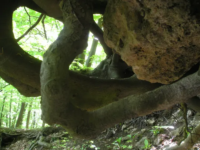 Foto: © Hans Steiner