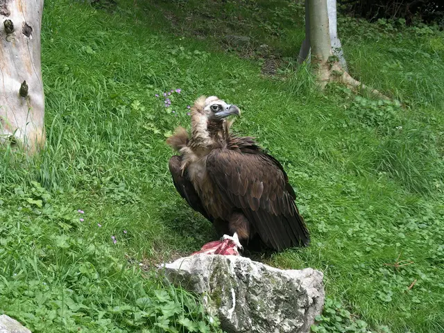 Der Bartgeier im Alpenzoo beim Mittagessen. Sie bekommen regionales Fleisch von lokalen Landwirten - keine Haustiere. | Foto: Martina Wallner