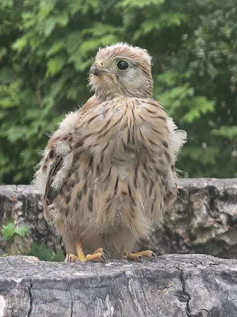 Dieser putzige Geselle konnte auf die Hilfe einer aufmerksamen Leobenerin und der Feuerwehr Leoben-Stadt zählen. | Foto: FF Leoben-Stadt