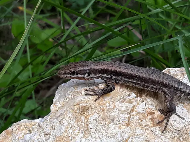 Foto: © Hans Steiner