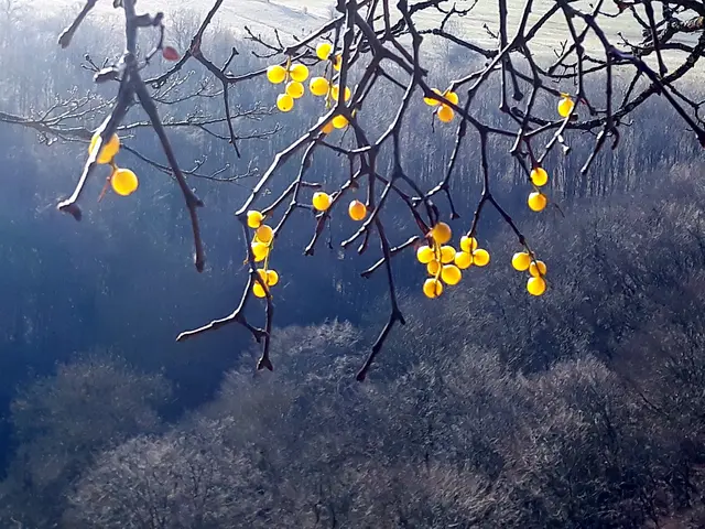 Foto: © Hans Steiner