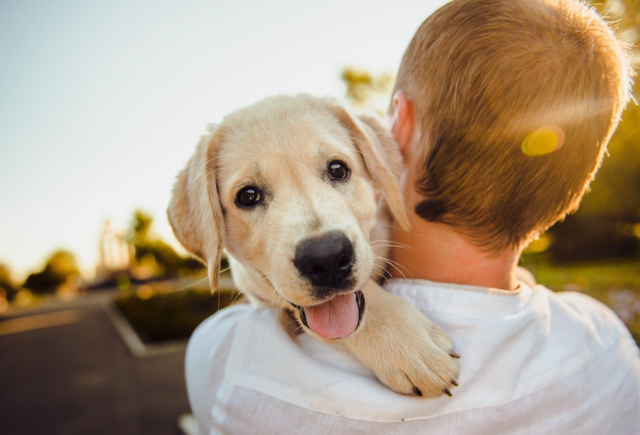 Informationsabend zu "Kind trifft Hund": Die Arche Noah, FPÖ und Hundetrainerin laden zum kostenlosen Vortrag ein. | Foto: Pixabay