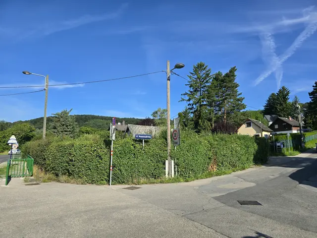 Auf der Höhenstraße in Richtung der Siedlung Waldandacht lassen sich die Pastinaken am Straßenrand vereinzelt ausmachen. Die MA49 bestätigt jedoch, dass dabei nur vereinzelt für Personen Schäden entstehen können.  | Foto: Ipirotis/MeinBezirk