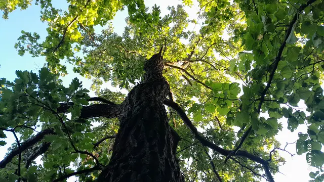 Foto: © Hans Steiner