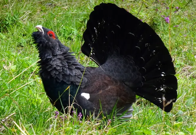 Der Auerhahn plustert sich auf