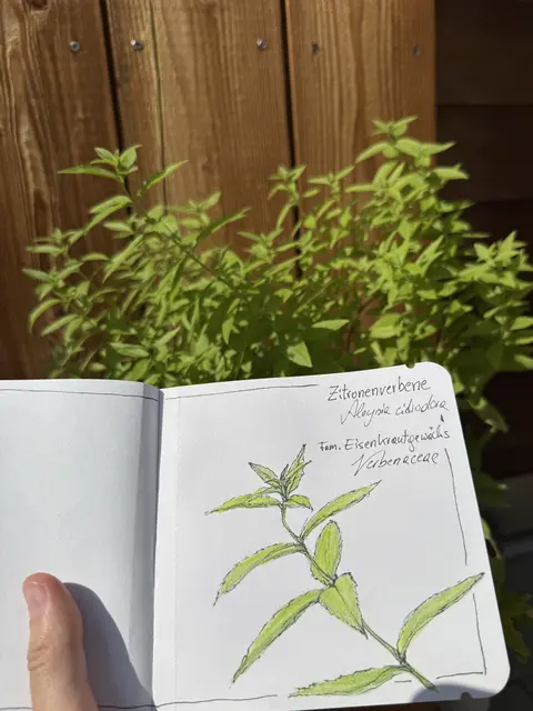 Kürzlich hat Barbara Baumann ein neues, privates Projekt gestartet und begonnen, Kräuter zu zeichnen. "Thymian, Oregano, Zitronenverbene, Pfefferminze, alles, was in meinem eigenen kleinen Kräutergarten wächst. Das ist für mich selbst völliges Neuland und außerhalb meiner Komfortzone." | Foto: Barbara Baumann