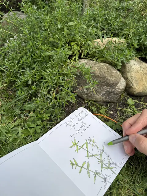 Kürzlich hat sie ein neues, privates Projekt gestartet und begonnen, Kräuter zu zeichnen. "Thymian, Oregano, Zitronenverbene, Pfefferminze, alles, was in meinem eigenen kleinen Kräutergarten wächst. Das ist für mich selbst völliges Neuland und außerhalb meiner Komfortzone." | Foto: Barbara Baumann