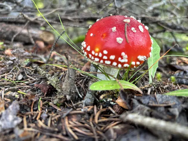 Ein Fliegenpilz am Waldesrand in Tulfes (Achtung giftig!). | Foto: Kendlbacher