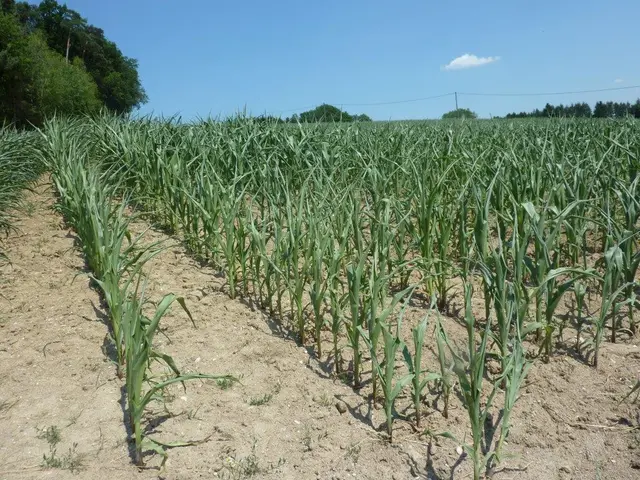Für die ausgetrockneten Maisfelder kam der Regen im Juli keinen Tag zu spät.  | Foto: LWK OÖ