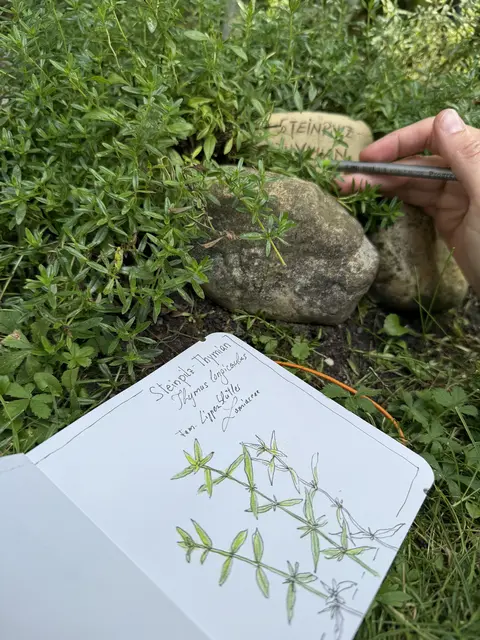 Kürzlich hat sie ein neues, privates Projekt gestartet und begonnen, Kräuter zu zeichnen. "Thymian, Oregano, Zitronenverbene, Pfefferminze, alles, was in meinem eigenen kleinen Kräutergarten wächst. Das ist für mich selbst völliges Neuland und außerhalb meiner Komfortzone." | Foto: Barbara Baumann