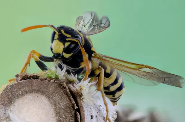 Wespen verstecken sich gern in offenen Dosen oder Flaschen – deshalb besser nur mit Strohhalm trinken. | Foto: Pexels