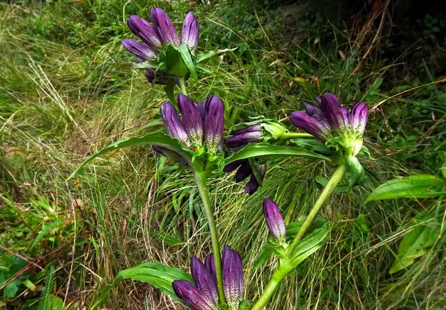 Die Ostalpen-Enziane sind im Verblühen.