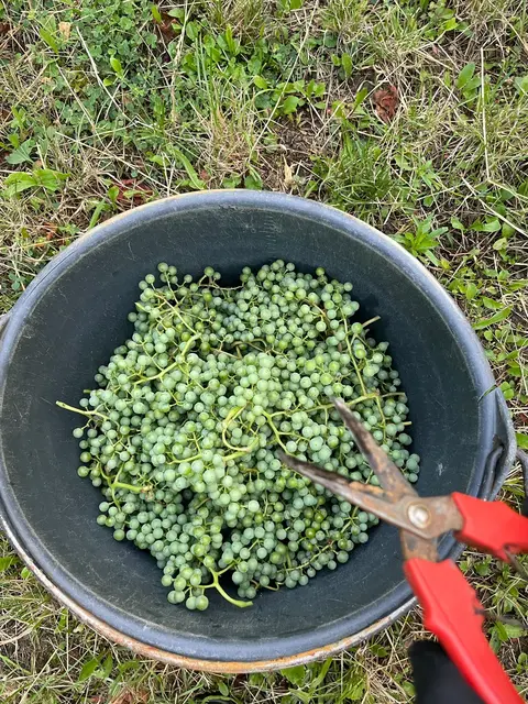 Die Blaufränkisch-Trauben für den ersten Verjus des Weinguts wurden in den kühlen Morgenstunden per Hand gelesen. | Foto: Weingut Silvia Heinrich