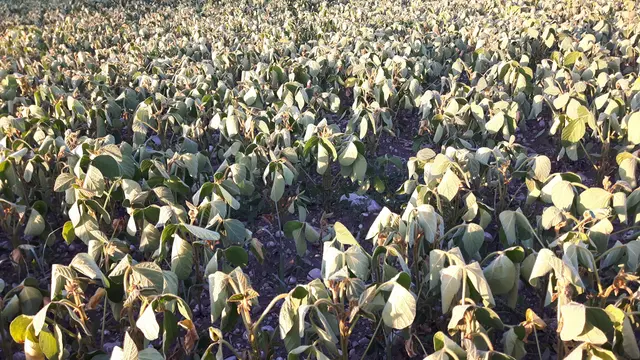 Vertrocknetes Sojafeld. | Foto: LWK OÖ