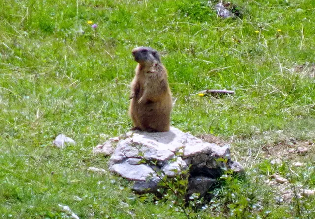 Der Murmeltierboss wittert Gefahr und pfeift schrill.