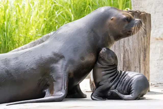 Der Tiergarten Schönbrunn begrüßt eine neue Babyrobbe. | Foto: Daniel Zupanc