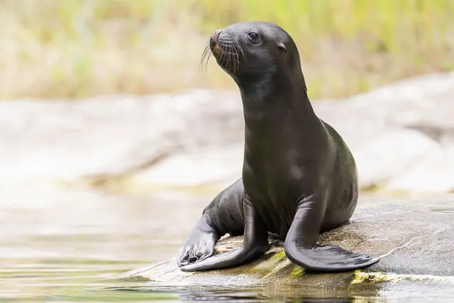 Bereits sehr aktiv: Der Tiergarten freut sich auf Robben-Nachwuchs. | Foto: Daniel Zupanc