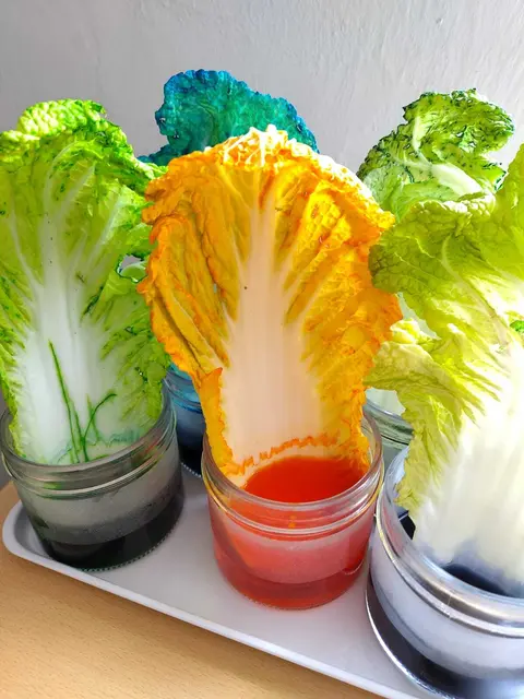 Farbexperimente: Rotkrautsaft ändert mit Zitronensäure und Natron die Farbe. Chinakohl verfärbte sich mit Lebensmittelfarbe, Gemüse „klonen“, also vermehren und so weiter. | Foto: Hollabrunner Lerntafel