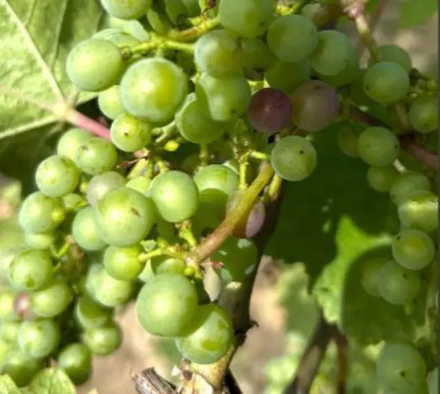 Foto: Weingut Silvia Heinrich