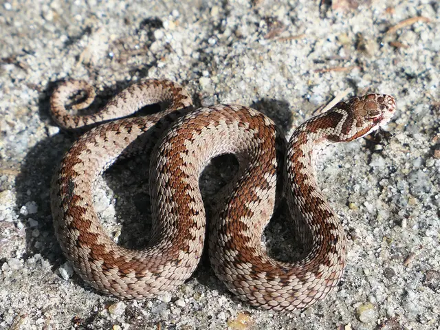 Kreuzotter mit typischem Zickzackband am Rücken. © R. Jagersberger