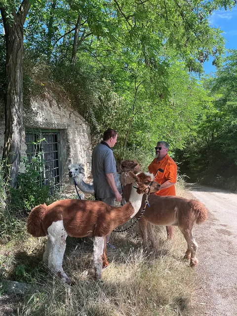 Ausflug mit den Alpakas in Oberkreuzstetten. | Foto: UK Tulln