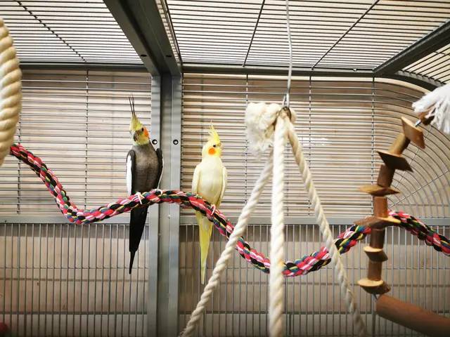 Die Nymphensittiche Raa und Schu sind drei Jahre alt. | Foto: Tierheim Linz
