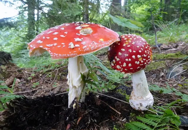 Ein herrliches Fliegenpilzduo