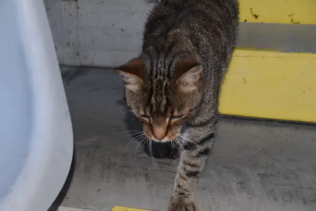 Foto: Michael Strini