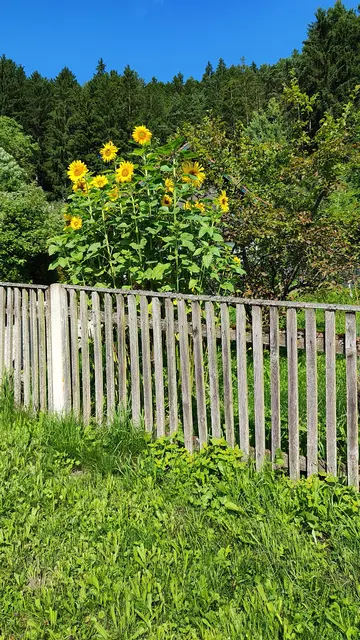 auch aus den Gärten lachen die Sonnen... | Foto: I.Wozonig