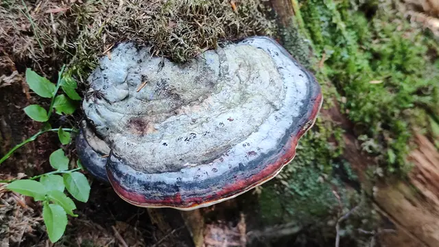 ich finde Baumpilze immer eindrucksvoll... | Foto: I.Wozonig
