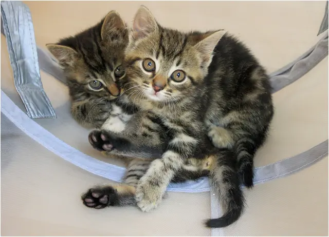Wir sind auch ganz brav ;-), Emma und Egon als Babys