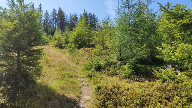 jetzt geht's durch einen herrlichen Schlag am Stürzerkogel... | Foto: I.Wozonig