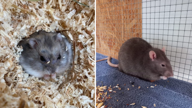 Mehrere kleine Nager suchen ein liebevolles Zuhause.  | Foto: Tierschutzverein Tirol