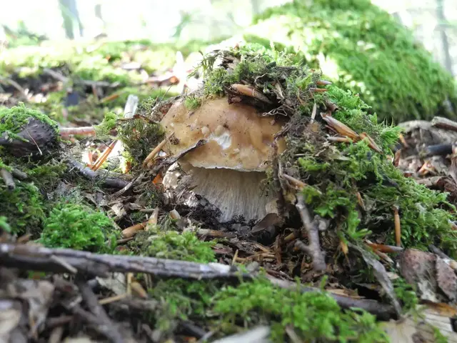 Wenn auf Feuchtigkeit Hitze folgt, schießen Pilze und Schwammerln aus dem Waldboden. | Foto: Unsplash/Alessandro Crespina