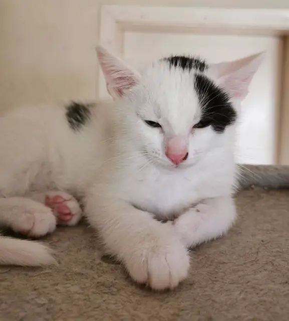 LOLA, RUSTY &amp; SKIPPY

Die 3 Geschwister, geboren am 17. Mai 2025, dürfen sich auf die Suche nach einem neuen Wirkungskreis machen.
Erreichbar sind die drei Katzenkinder unter:
☎️ 0664/4461515
✏️ tullner-pfotenhilfe@gmx.at | Foto: Pfotenhilfe Tulln