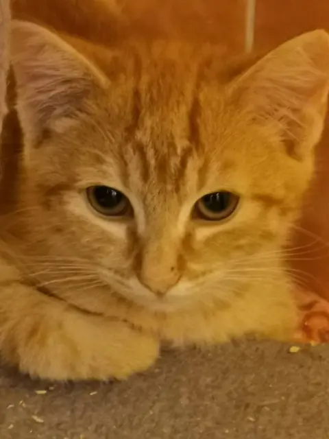 SHADOW und SCRATCHY und
ihre Schwestern LUCY, ABBY &amp; COOKIE

Die fünf sind jetzt ungefähr 3 1/2 Monate jung, tierärztlich durchgecheckt, geimpft und gechippt, aber noch etwas schüchtern.

Kennenlernen kann man sie unter:
☎️ 0664/4461515
✏️ tullner-pfotenhilfe@gmx.at | Foto: Pfotenhilfe Tulln