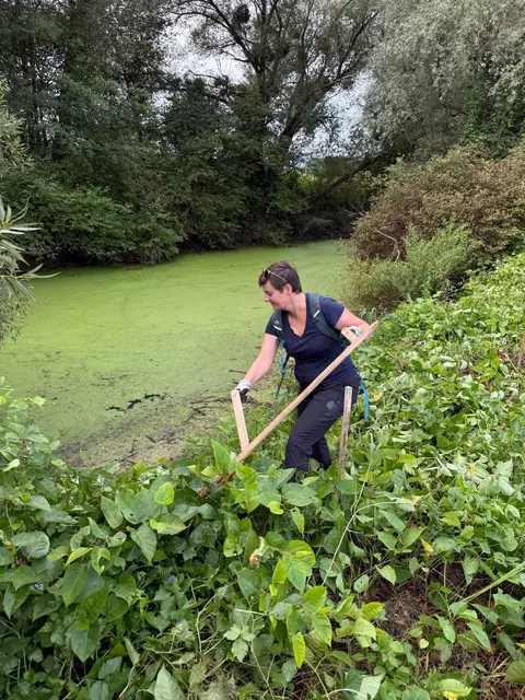 Invasive Neophyten nehmen immer mehr Platz ein | Foto: Regionalmanagement Südweststeiermark GmbH - Naturpark Südsteiermark