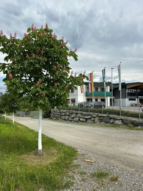 Eine begrünte Zufahrt zum Firmengelände.
 | Foto: "Klar!"